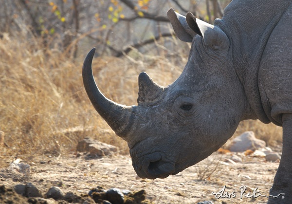 Square-lipped Rhinoceros